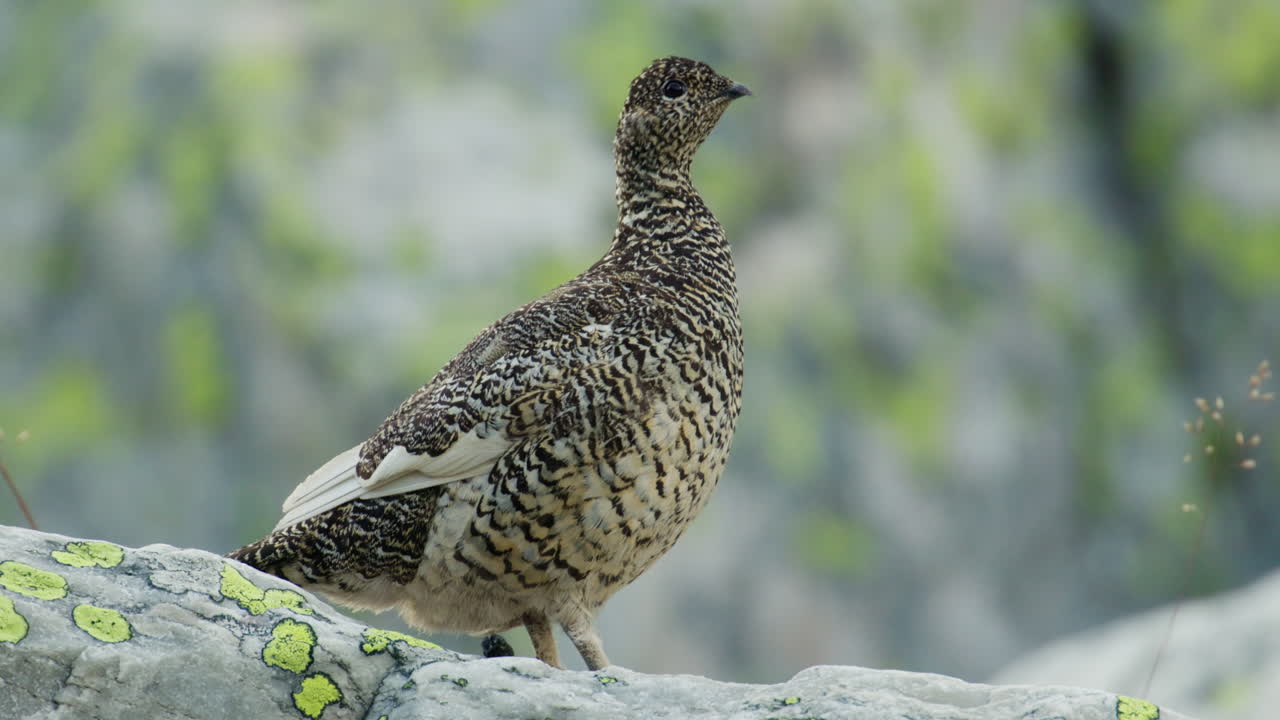 Hiking Encounter with Camouflaged Rock Ptarmigan in Blefjell Mountains Telemark