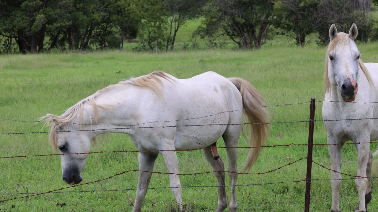 desplazamiento y pastoreo de caballos en campos cercados