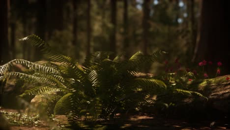 Early-morning-sunlight-in-the-Sequoias-of-Mariposa-Grove