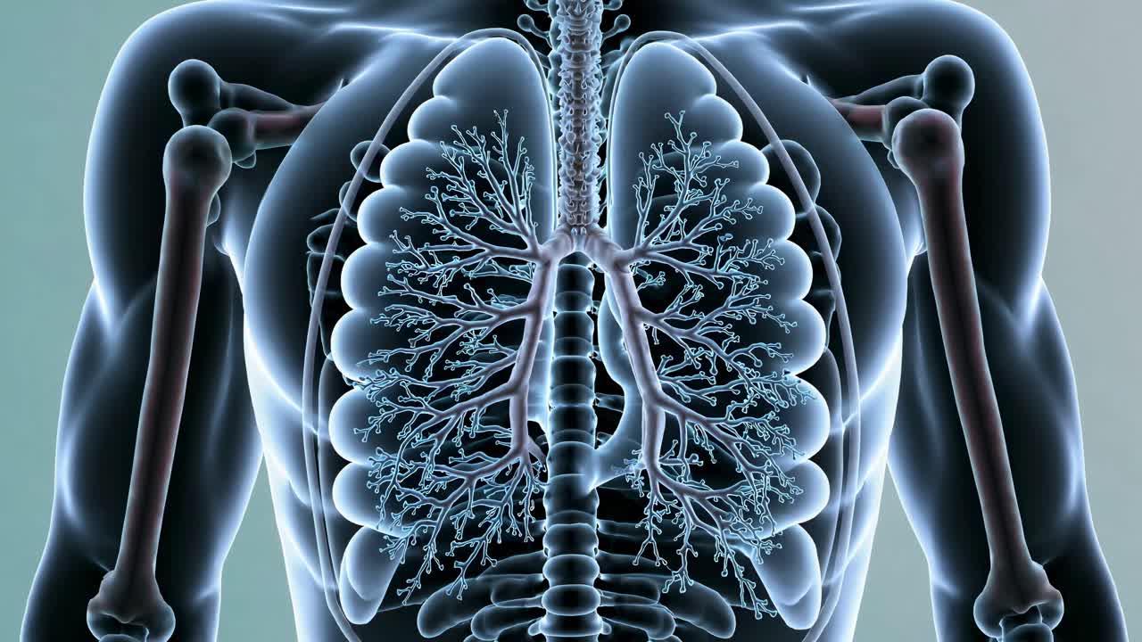 Front view X-ray style video image of human torso highlighting lungs and bronchial tree