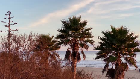 palms trees along the coastline of the cascais beach on the sea coast