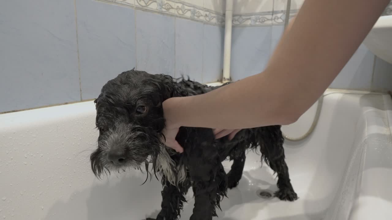 un perro triste anciano es lavado en un baño de casa. una mujer limpia el cabello húmedo del perro negro con champú. el perro mira a su alrededor con tristeza. el concepto de cuidar a una mascota. primer plano. 4k.