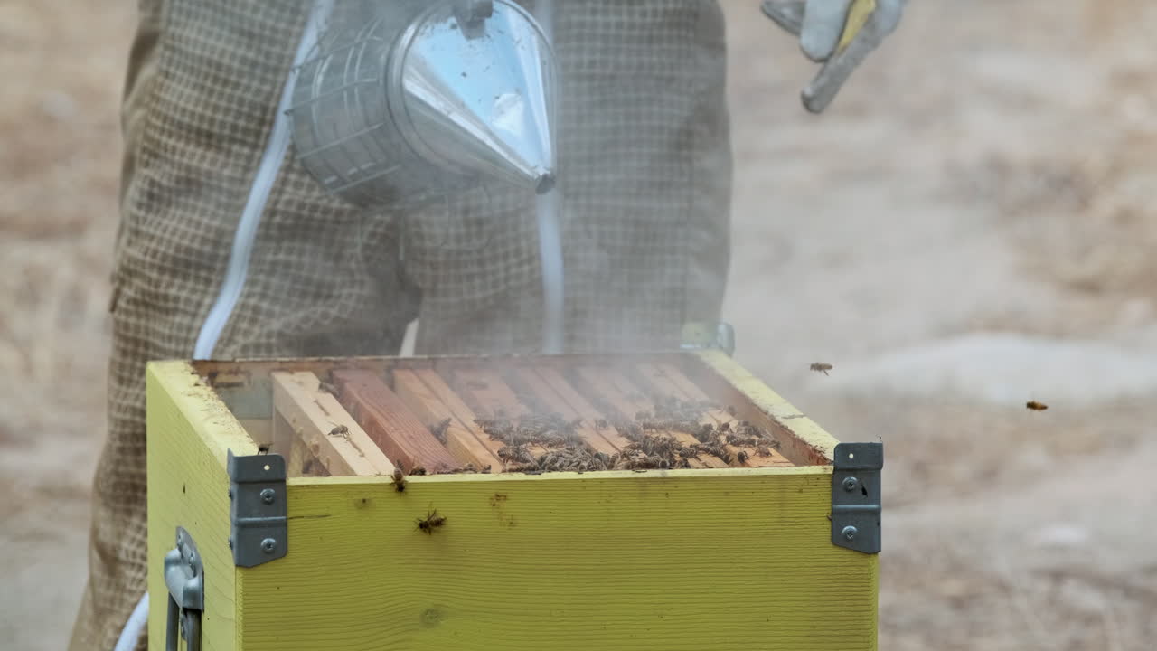 Apiarist uses bee smoker to calm honey bees while opening beehive box, closeup
