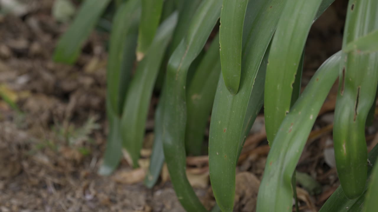 정리되지 않은 정원에서 긴 정원 잎의 클로즈업
