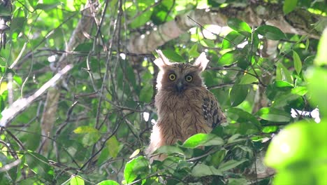 The-Buffy-Fish-Owl-is-a-big-owl-and-yet-the-smallest-among-the-four-Fish-Owls