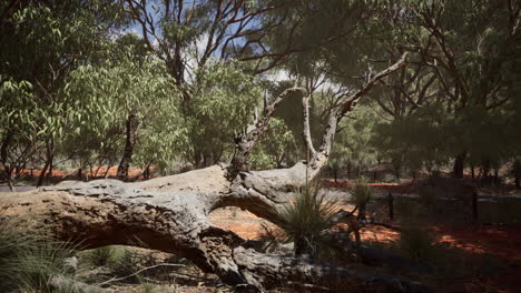 red-sand-bush-with-trees