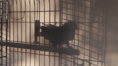 shadow on a wall of an african grey that's in a cage