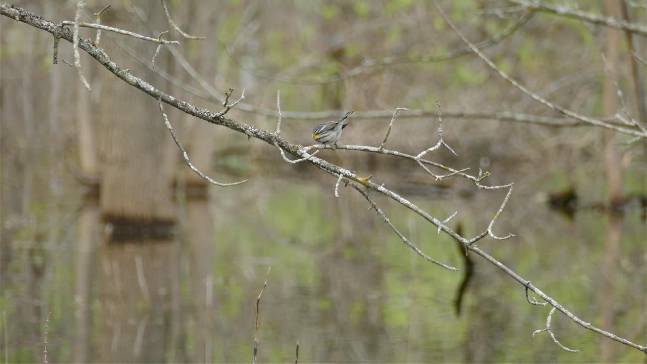 노란색 rumped warbler 새 숲, 동물 물 위에 지점에 자리 잡고