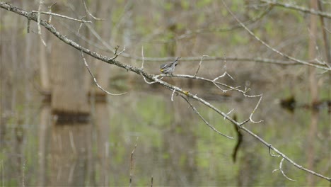 노란색 rumped warbler 새 숲, 동물 물 위에 지점에 자리 잡고