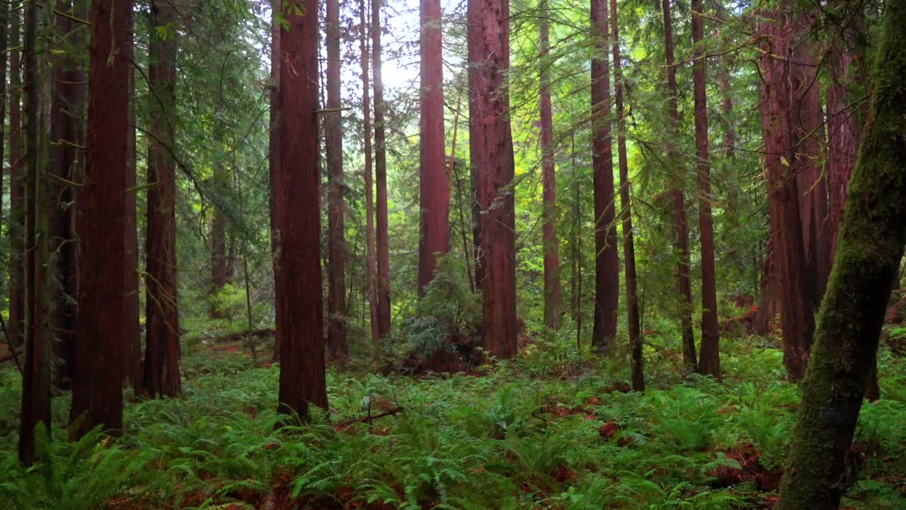 Foggy rainy mist morning Redwood National State Park Forest California tall dense lush greenery plants Sinkyone Wilderness sequoia cloudy peaceful wilderness landscape pan left slowly motion