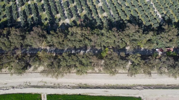 vistas del camino y el jardín de olivos en nangarhar
