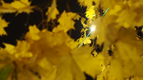 outdoor lamps on a cable over a tree with autumn leaves