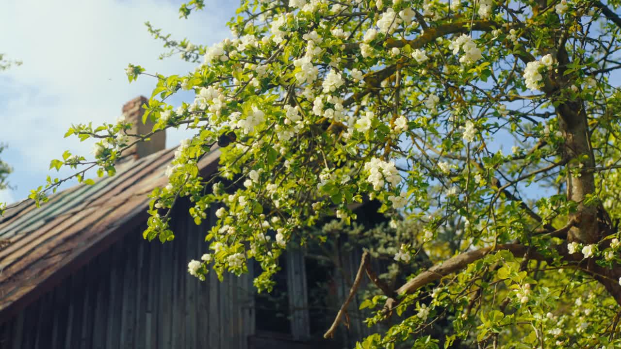 Close-up of a tree branch with white blossoms in spring, set against an old wooden house roof and blue sky. Daugavpils, Latvia (Latgale)