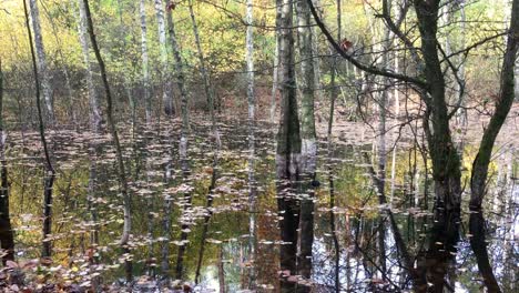 flooded forest with trees in the water