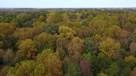 aerial of fall, autumn leaves trees in clemmons north carolina