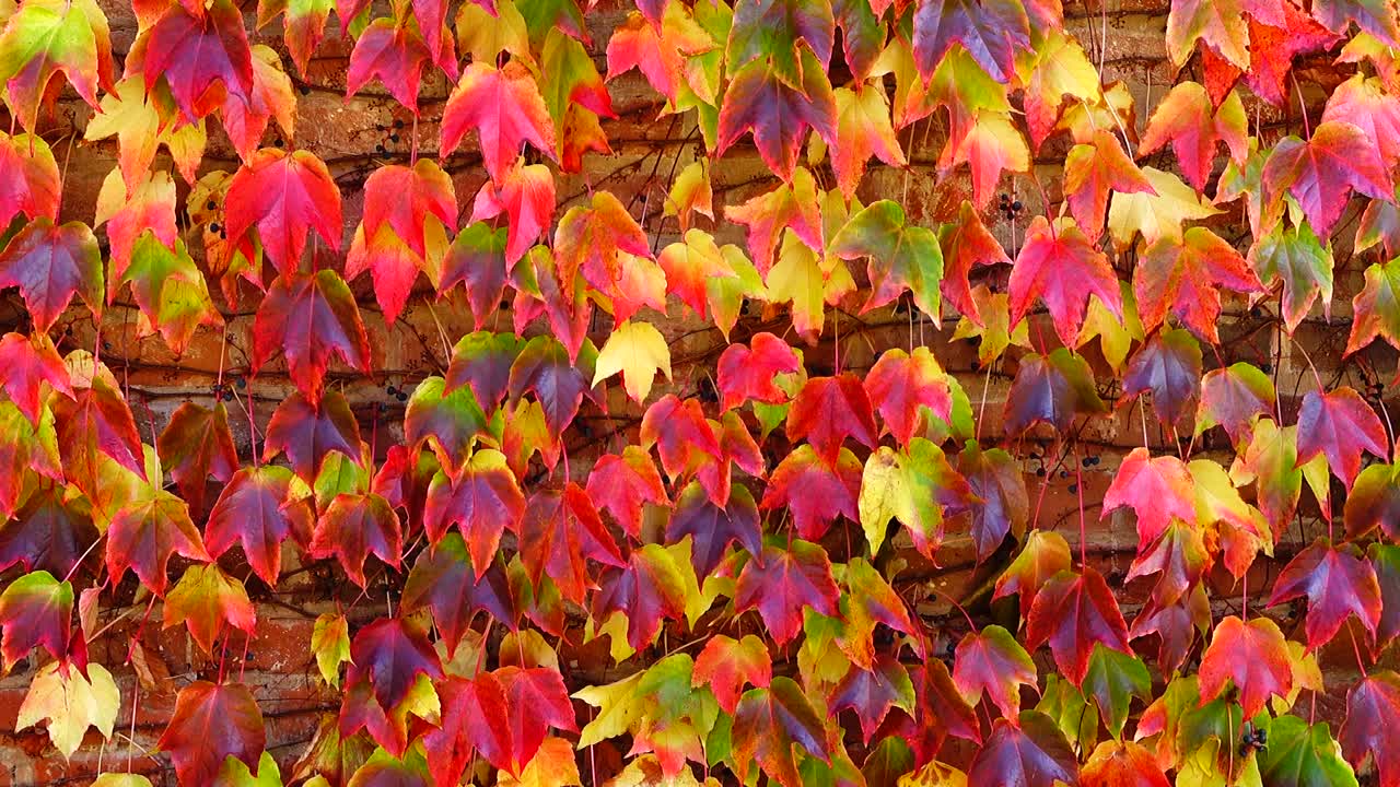 Edera sul muro di mattoni della casa. Riprese in autunno