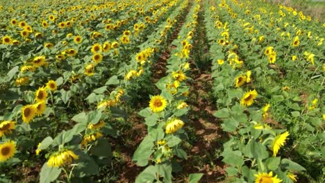 Cultivo-De-Girasol-En-Un-Campo,-Pasando-Por-Encima-De-Las-Hileras-De-Flores