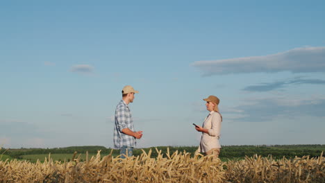 two farmers communicate on the background of a wheat field. they use a tablet