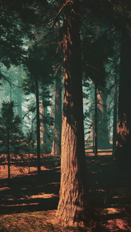 majestic sequoia forest  towering trees in a lush woodland