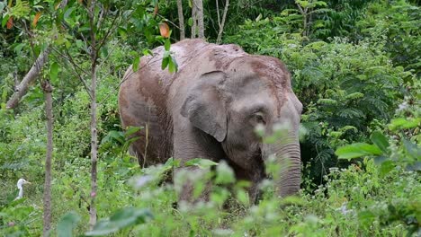 the asiatic elephants are endangered species and they are also residents of thailand