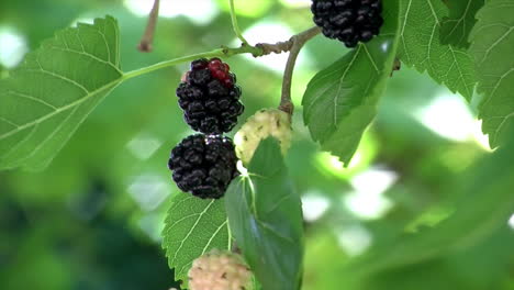 Nahaufnahme-Von-Maulbeeren,-Die-Sich-Im-Wind-Wiegen