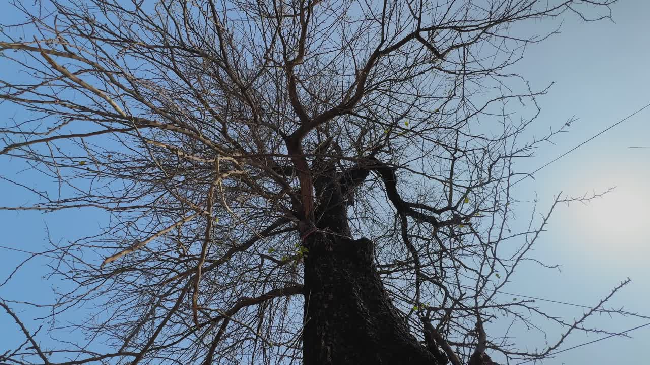 Vista de ángulo bajo de un árbol alto sin hojas con ramas secas que se extienden ampliamente contra un cielo azul claro mientras la cámara orbita lentamente alrededor del tronco.