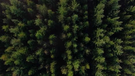 Antena:-Imágenes-De-Aviones-No-Tripulados-De-Arriba-Hacia-Abajo-De-Bosques-De-Pinos-En-Jutlandia,-Dinamarca