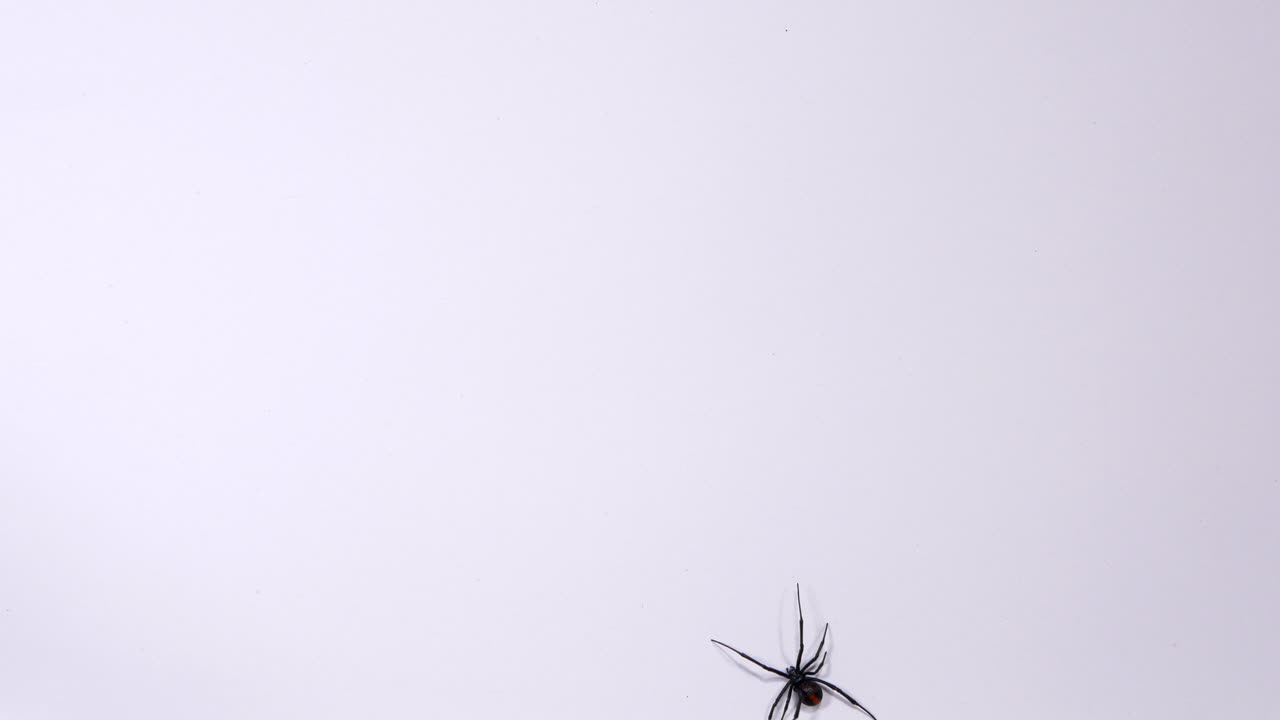 Female Redback Spider Walking Over A White Background, DIRECTLY ABOVE