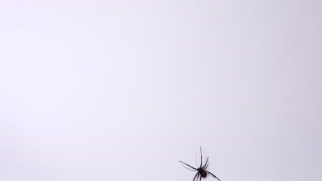 Female-Redback-Spider-Walking-Over-A-White-Background,-DIRECTLY-ABOVE