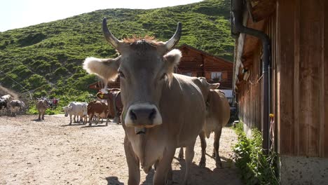 swiss mountains with cows in barn