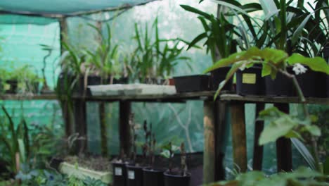 Pots-with-diverse-plant-seedlings-at-garden-center