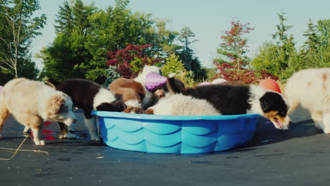 cachorro de cumpleaños con amigos en una fiesta de mascotas video divertido con animales
