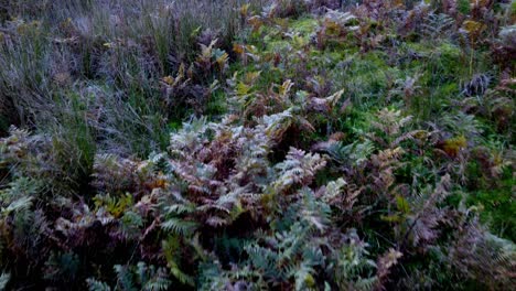 huge-circle-shot-from-one-side-of-a-lush-green-valley-with-close-ups-of-ferns-,-then-showing-the-vast-valley-they-sit-in