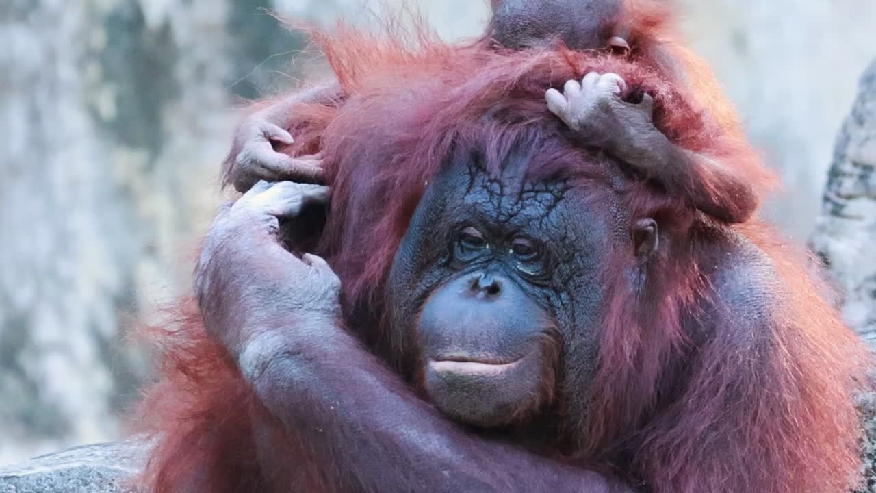 A close-up view of an orangutan grooming its head, showcasing its gentle and calm demeanor.