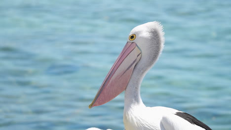 primer plano de un pájaro pelícano en australia en el lado derecho del marco