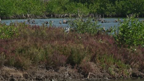 hiding in tall grass in the middle of a mangrove forest complex, grey heron ardea cinerea, thailand