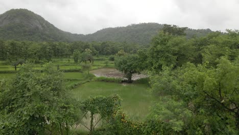 drone shot green mountans and fam rice field in rain at manor maharashtra india