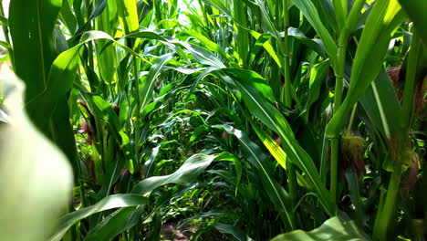 Dense-green-corn-maze-cornfield,-young-green-leaves-of-plant-POV-slow-motion