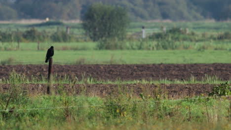 A-Carrion-Crow-in-an-agriculture-landscape