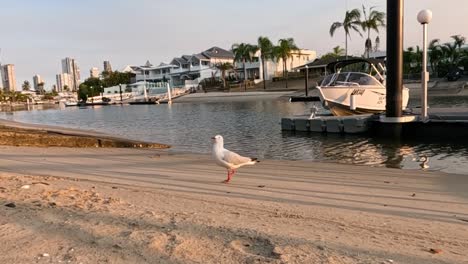 la gaviota extiende las alas y se levanta de la playa.