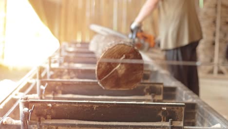 chainsaw in action cutting wood. man cutting wood with saw, dust and movements. chainsaw. woodcutter sawing chain saw in motion, sawdust fly to sides.