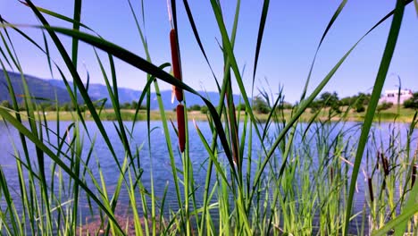 A-tranquil-pond-in-Crimea,-with-lush-cattails-growing-along-the-shore-and-a-clear-blue-sky-above