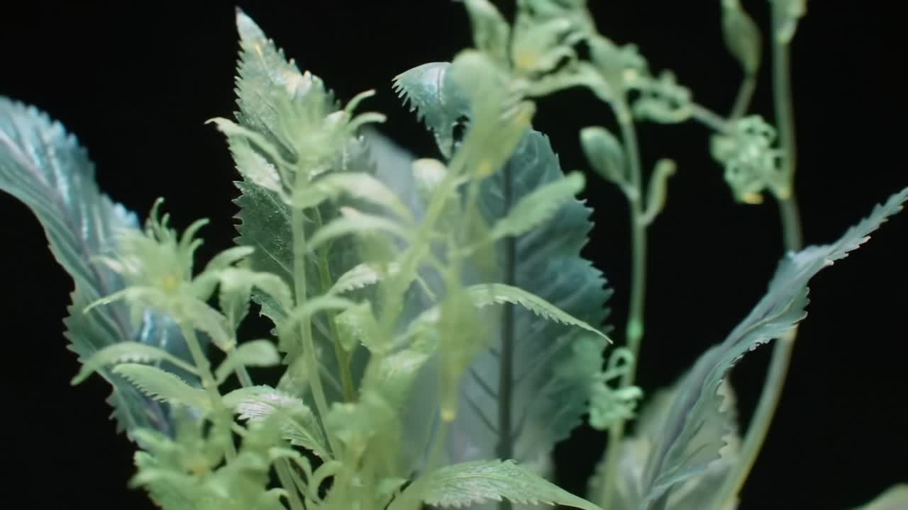 A Stunning Transformation: Observing the Change in Color and Texture of Lush Foliage Within a Contrast of Light and Shadow