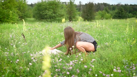 young slim woman is stroking big white lying dog and smiling in a field with many small white flowers, in summer day