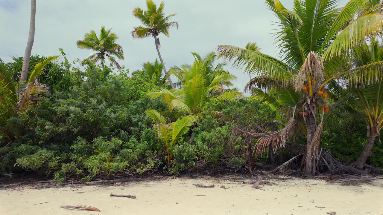 Idyllic beach spot with palm trees and vegetation. Tapuaetai, Cook Islands. 50FPS