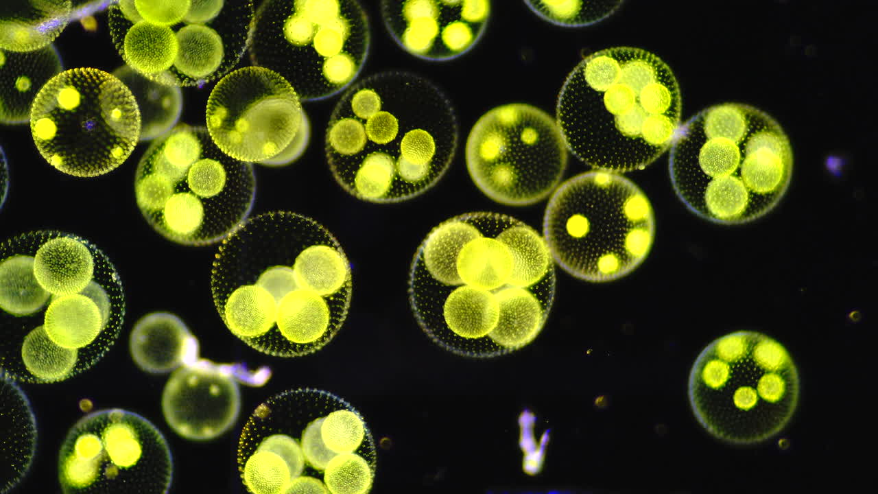 Microscopic view of Volvox algae colonies and daughter cells