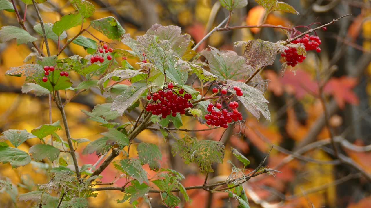 bayas rojas desconocidas descubiertas en la naturaleza.