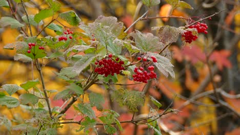 bayas rojas desconocidas descubiertas en la naturaleza.