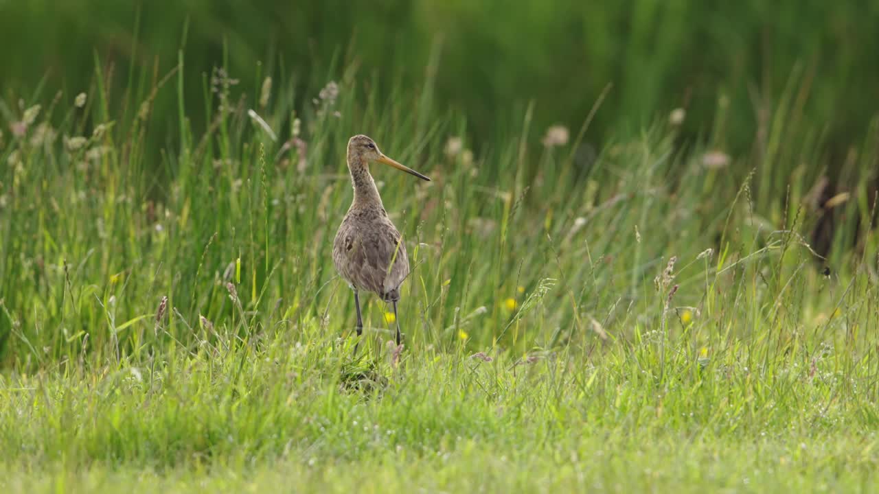 Black-tailed Godwit in a grassy field