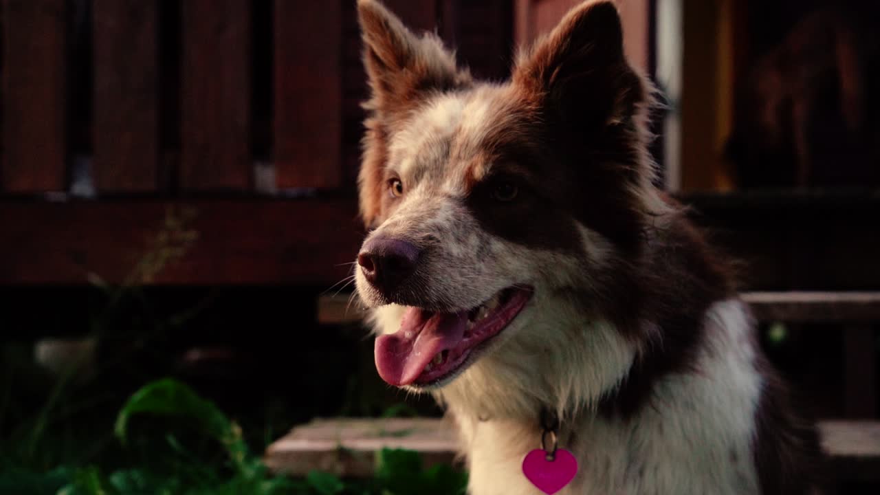 석양 빛에 아름다운 강아지의 놀라운 클로즈업